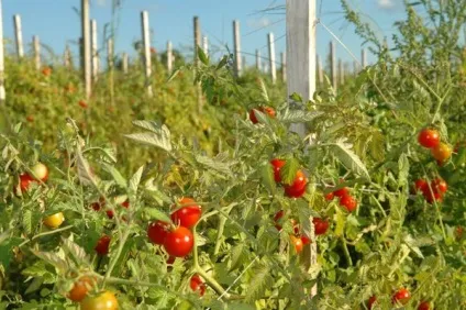 Кращі ранні сорти томатів для відкритого грунту (томатів) Кращі ранні сорти томатів для відкритого грунту