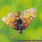 Речі для людей або люди для речей, краса життя (люди) Речі для людей або люди для речей, краса життя