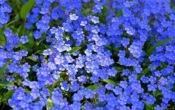 Весна картинки, весняні шпалери на робочий стіл, скачати красиві фото заставки широкоформатні (фото) Весна картинки, весняні шпалери на робочий стіл, скачати красиві фото заставки широкоформатні