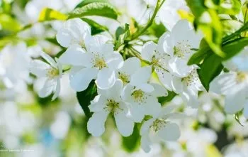 Весна картинки, весняні шпалери на робочий стіл, скачати красиві фото заставки широкоформатні (скачати) Весна картинки, весняні шпалери на робочий стіл, скачати красиві фото заставки широкоформатні