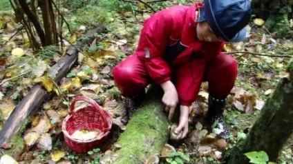 Гливи корисні властивості і шкода грибів, приготування в домашніх умовах (гливи) Гливи корисні властивості і шкода грибів, приготування в домашніх умовах