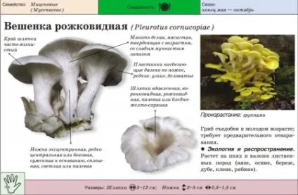 Гливи корисні властивості і шкода грибів, приготування в домашніх умовах (грибів) Гливи корисні властивості і шкода грибів, приготування в домашніх умовах