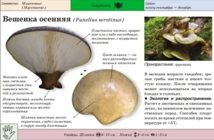 Гливи корисні властивості і шкода грибів, приготування в домашніх умовах (умовах) Гливи корисні властивості і шкода грибів, приготування в домашніх умовах