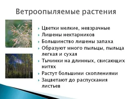 У чому різниця між вітрозапилювані і Комахозапилювані рослинами (рослини) У чому різниця між вітрозапилювані і Комахозапилювані рослинами