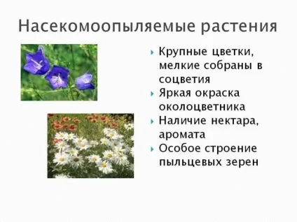 У чому різниця між вітрозапилювані і Комахозапилювані рослинами (рослини) У чому різниця між вітрозапилювані і Комахозапилювані рослинами