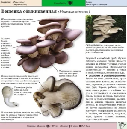 Гливи корисні властивості і шкода грибів, приготування в домашніх умовах (грибів) Гливи корисні властивості і шкода грибів, приготування в домашніх умовах