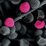Макроліди, їх переваги та недоліки - скальпель - медичний інформаційно-освітній (переваги) Макроліди, їх переваги та недоліки - скальпель - медичний інформаційно-освітній