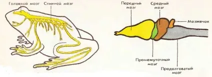Жаба - представник класу земноводних, найбільший портал по навчанню
