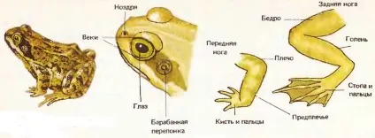 Жаба - представник класу земноводних, найбільший портал по навчанню