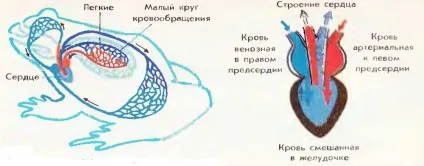 Жаба - представник класу земноводних, найбільший портал по навчанню
