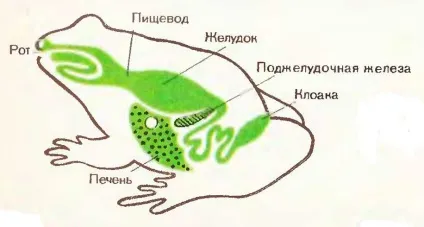 Жаба - представник класу земноводних, найбільший портал по навчанню