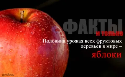 Цікаві факти про яблука