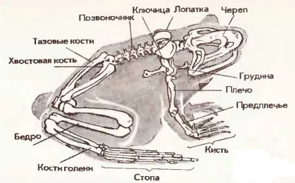 Жаба - представник класу земноводних, найбільший портал по навчанню