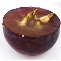 Масаж з маслом виноградних кісточок (масло виноградних кісточок) Масаж з маслом виноградних кісточок