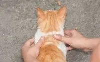Масаж для кішок під час тічки, масаж сечового міхура коту, як робити масаж кошеняті, кішки -