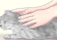 Масаж для кішок під час тічки, масаж сечового міхура коту, як робити масаж кошеняті, кішки -