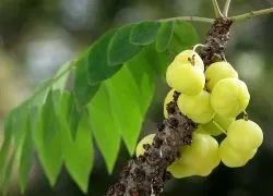 масло амли