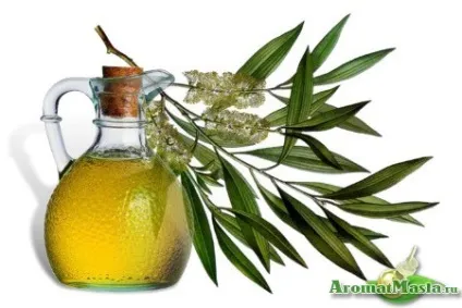 Масло чайного дерева опис, як вибрати продукт, екстракт, склад і запах (масло) Масло чайного дерева опис, як вибрати продукт, екстракт, склад і запах