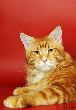 Мейн-кун (maine coon) кішка фото, купити, ціна, відео (maine) Мейн-кун (maine coon) кішка фото, купити, ціна, відео