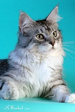 Мейн-кун (maine coon) кішка фото, купити, ціна, відео (купити) Мейн-кун (maine coon) кішка фото, купити, ціна, відео