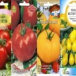 Багаторічні кімнатні помідори, підсобне господарство (вирощування кімнатних помідорів) Багаторічні кімнатні помідори, підсобне господарство