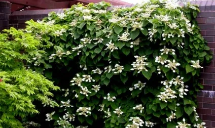 Багаторічні кучеряві квіти фото і назви (квіти) Багаторічні кучеряві квіти фото і назви