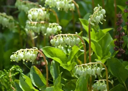 Міома матки лікування народними засобами - як лікувати міому матки (міома) Міома матки лікування народними засобами - як лікувати міому матки