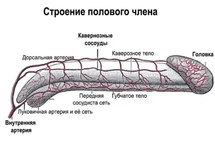 Мікропеніс причини появи і методи лікування у чоловіків