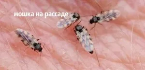 Мошка в розсаді як позбавиться від мошки, не зашкодивши розсаді (нашкодивши) Мошка в розсаді як позбавиться від мошки, не зашкодивши розсаді