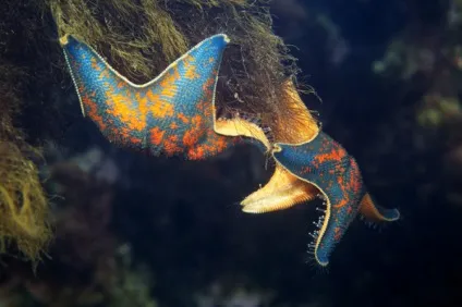 Морська зірка відео, опис і фото (опис) Морська зірка відео, опис і фото