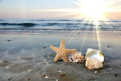 Морська зірка відео, опис і фото (зірка) Морська зірка відео, опис і фото