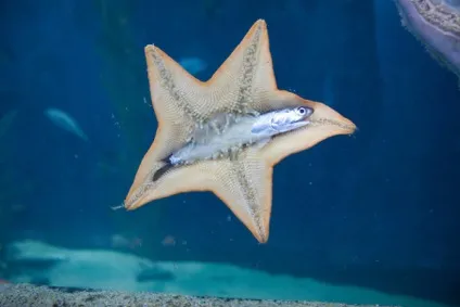 Морська зірка відео, опис і фото (опис) Морська зірка відео, опис і фото