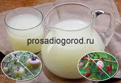 Молочна сироватка як добриво для городу, фото і відео (добриво) Молочна сироватка як добриво для городу, фото і відео