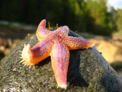 Морська зірка відео, опис і фото (морських зірок Морські) Морська зірка відео, опис і фото