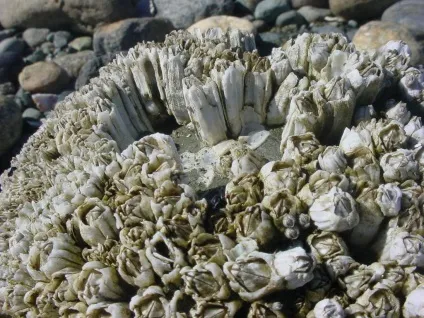 Морський жолудь нетиповий рак (жолудь) Морський жолудь нетиповий рак