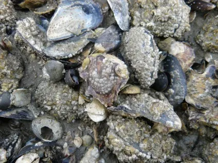 Морський жолудь нетиповий рак (жолудь) Морський жолудь нетиповий рак