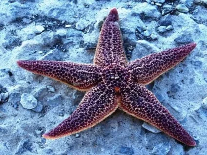 Морська зірка відео, опис і фото (морська) Морська зірка відео, опис і фото