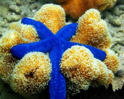 Морська зірка відео, опис і фото (морських зірок Морські) Морська зірка відео, опис і фото