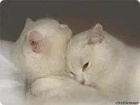 Муркотіння котів, як кішки муркочуть (мурличут) Муркотіння котів, як кішки муркочуть