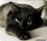 Муркотіння котів, як кішки муркочуть (мурличут) Муркотіння котів, як кішки муркочуть