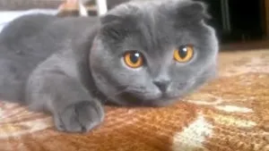Чи можна коту обрізати нігті, котячий помічник (коту) Чи можна коту обрізати нігті, котячий помічник