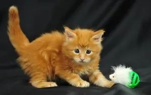 Чи можна коту обрізати нігті, котячий помічник (нігті) Чи можна коту обрізати нігті, котячий помічник
