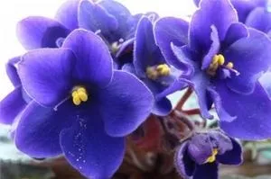 Чи можна тримати вдома фіалки магія рослин (тримати) Чи можна тримати вдома фіалки магія рослин