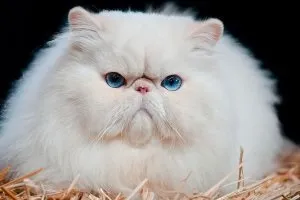 Чи можна коту обрізати нігті, котячий помічник (можна) Чи можна коту обрізати нігті, котячий помічник