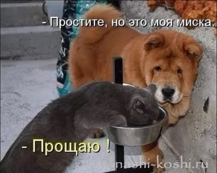 Чи можна годувати кішку собачим кормом, все про кішок (кішку) Чи можна годувати кішку собачим кормом, все про кішок