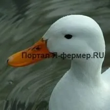 Найбільш поширені хвороби качок і їх профілактика (запальний процес слизової) Найбільш поширені хвороби качок і їх профілактика