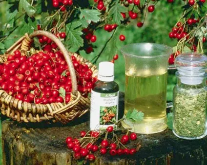 Народні засоби для лікування свищів (лікування) Народні засоби для лікування свищів