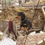 Народні вітряки, вітрогенератор своїми руками - продаж, креслення, установка, сторінка 3 (активну участь опрацювання) Народні вітряки, вітрогенератор своїми руками - продаж, креслення, установка, сторінка 3