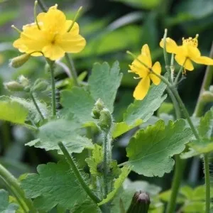 Народні засоби проти глистів трави, продукти і спеції, профілактичні заходи (засоби) Народні засоби проти глистів трави, продукти і спеції, профілактичні заходи
