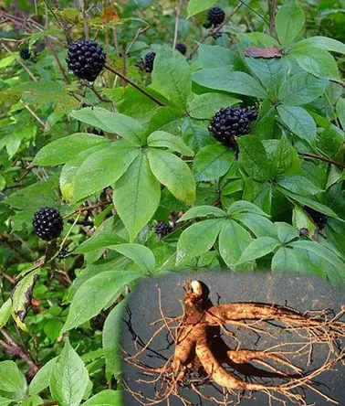 Настоянка елеутерококу інструкція із застосування для потенції чоловіків (потенції) Настоянка елеутерококу інструкція із застосування для потенції чоловіків